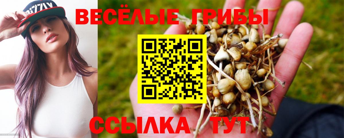 Галлюциногенные грибы Psilocybine cubensis Краснознаменск